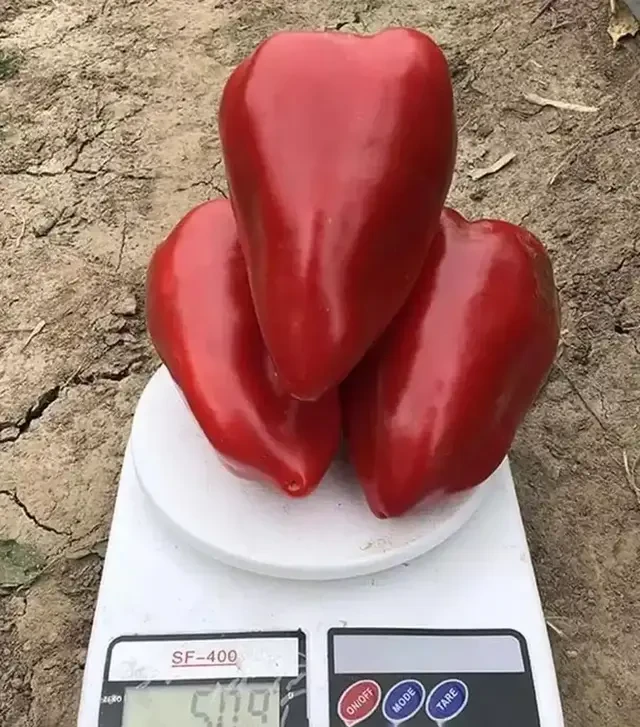 Семена перца Кольт F1, п.е. 500 семян (Spark Seeds)