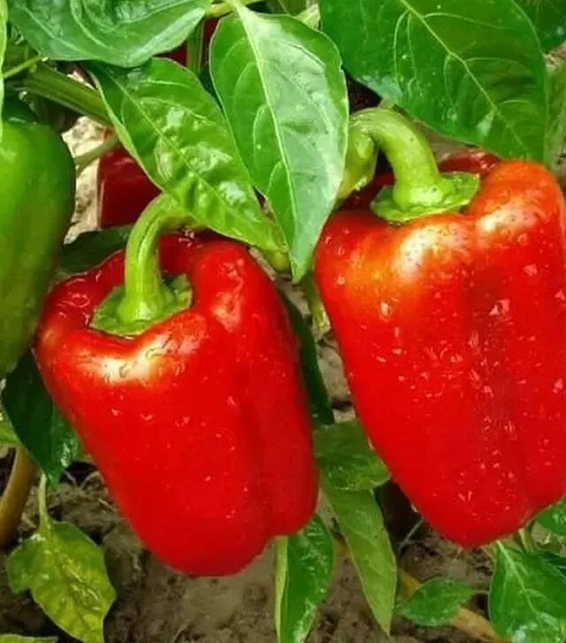 Семена перца Калифорнийское чудо, 1 кг (Moravoseed)