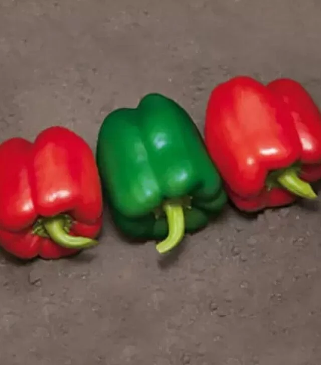Семена перца КС 04 F1, п.е. 500 семян (Kitano Seeds)