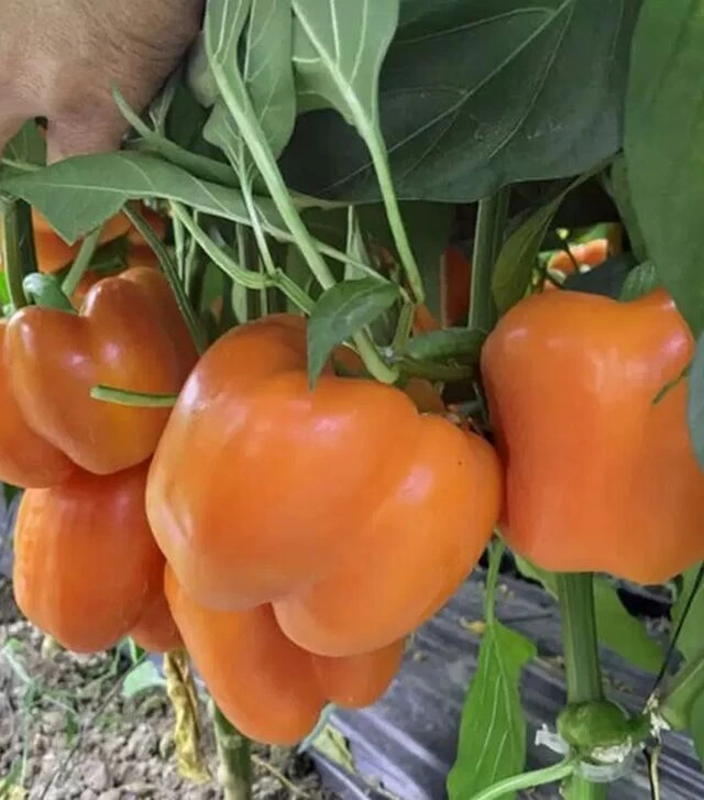 Семена перца Оранж Босс F1, п.е. 500 семян (Spark Seeds)