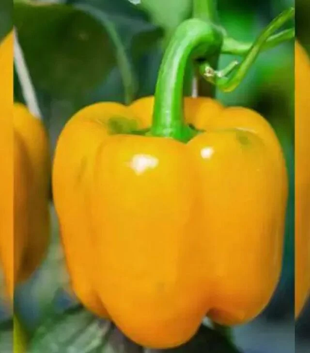 Насіння перцю Шорок шари, 500 г (Коуел)