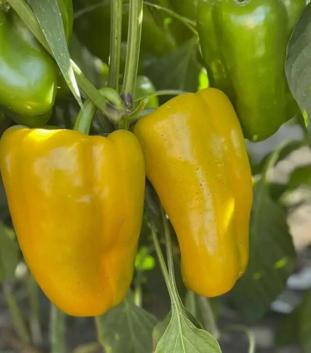 Семена перца Санта F1, п.е. 500 шт семян (Spark Seeds)