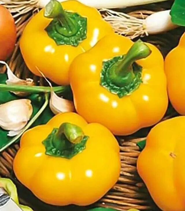 Семена перца Топепо Йеллоу, 500 г (Hortus)