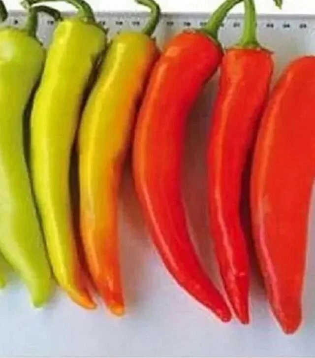 Насіння перцю Хуеро F1, п.о. 250 насінин (United Genetics)