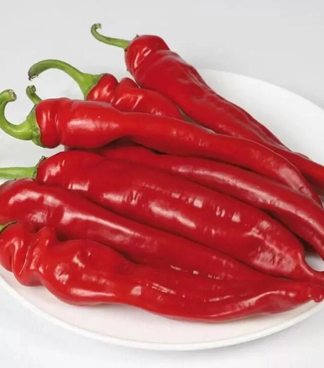 Насіння перцю КС 6215 F1, п.о. 500 насінин (Kitano Seeds)