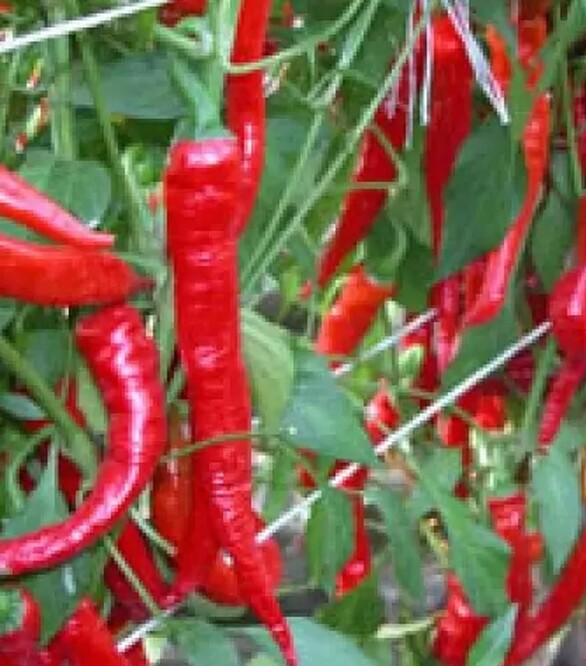Насіння перцю Козій Ріг, 50 г (Moravoseed)