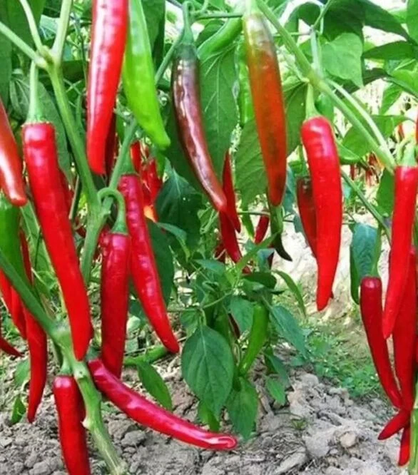 Насіння перцю Хариет, 25 г (Moravoseed)