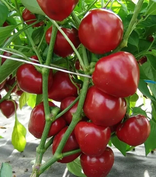 Семена перца Думас, 50 ​​г (Moravoseed)
