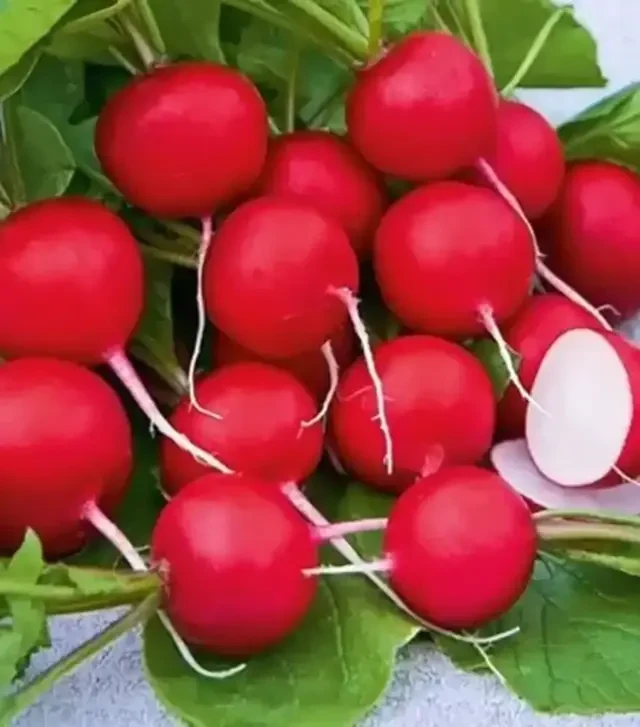 Семена редиса Линда, 500 г (Nasko)