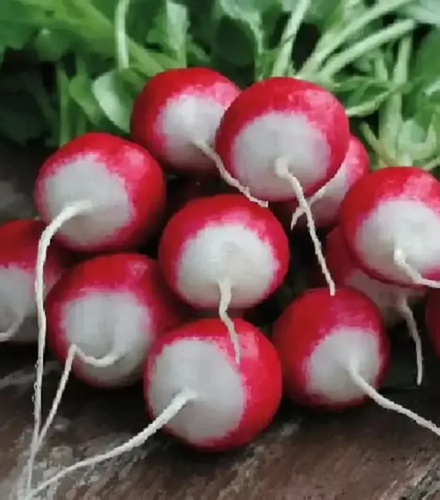 Семена редиса Красная с белым кончиком, 500 г (Hortus)