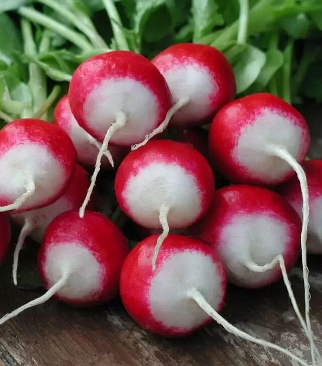 Насіння редису Полонеза, 1 кг (Moravoseed)