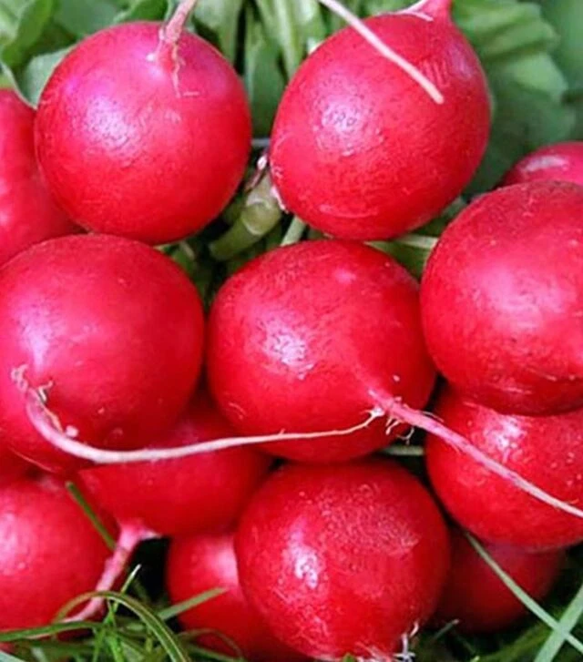 Семена редиса Карбона, 5 кг (Nasko)