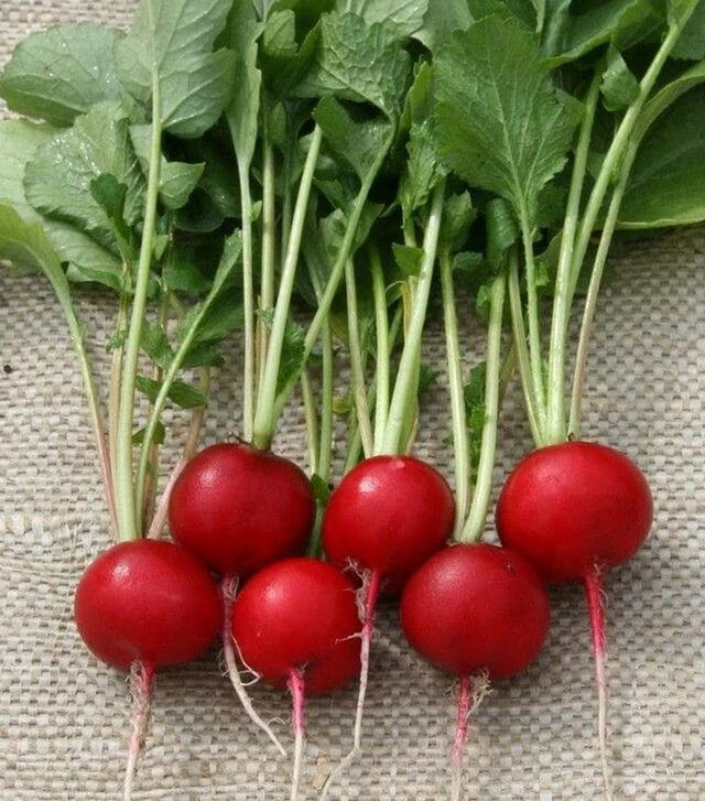 Семена редиса Теко, 1 кг (Semo)