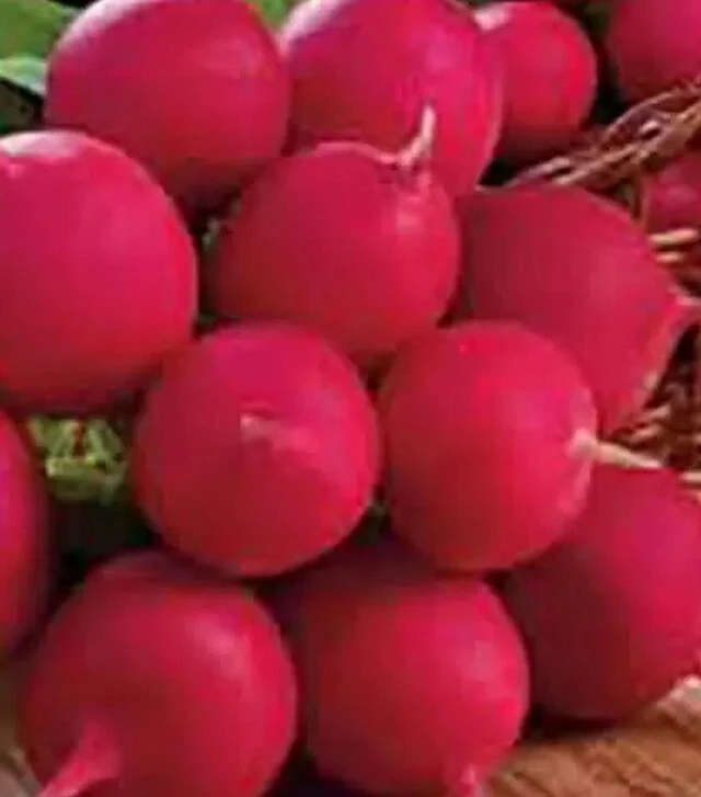 Семена редиса Сакса 2 Новая Hortus, 500 г (Коуэлл)