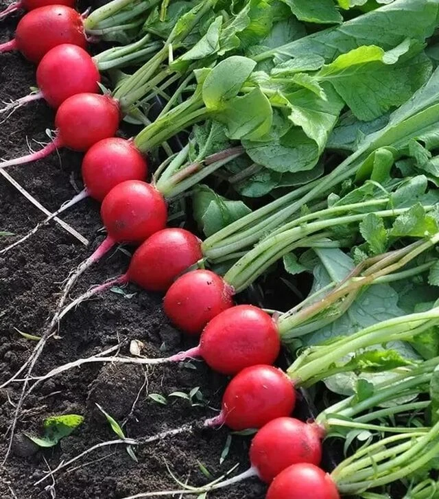 Семена редиса Прада F1, 1 кг (Libra Seeds)