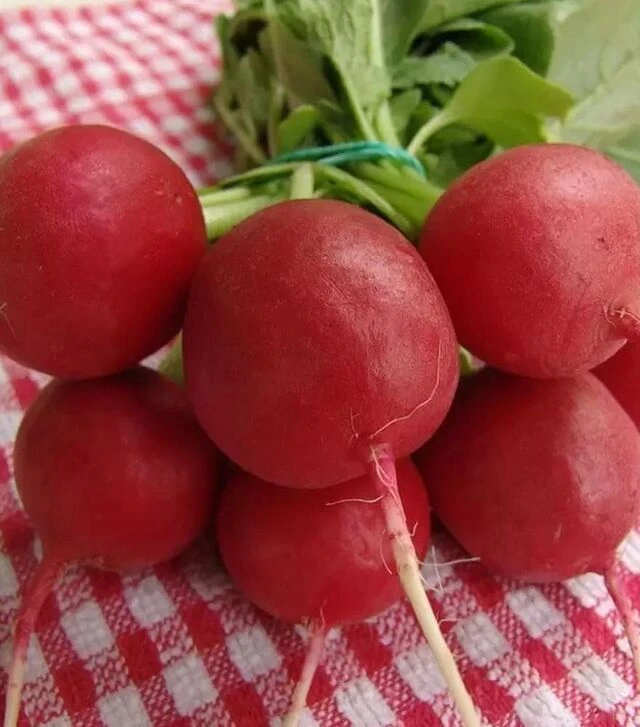 Семена редиса Лада, 1 кг (Moravoseed)