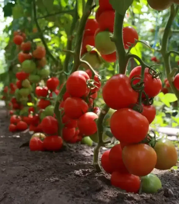 Насіння томату Тайлер F1, п.о. 500 насінин (Kitano Seeds)