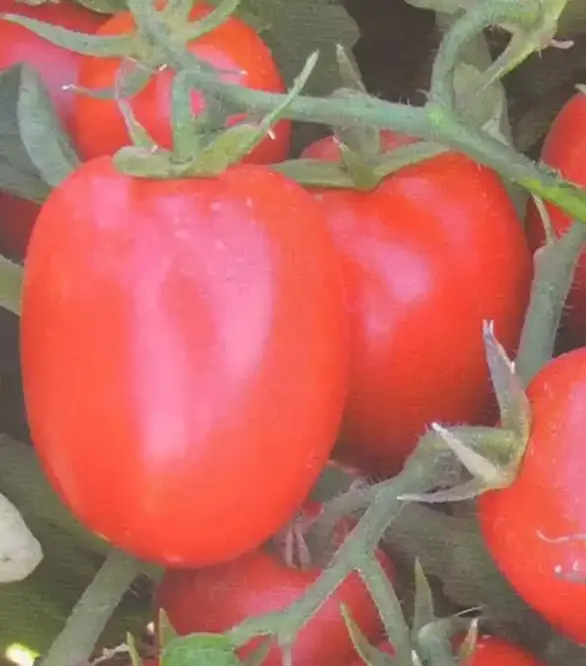 Семена томата Мицено F1, п.е. 2,5 тыс. семян (Syngenta)