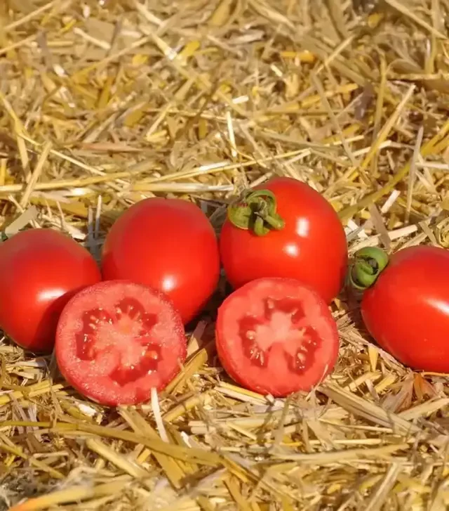 Семена томата Чезена F1, п.е. 1 тыс. семян (Libra Seeds)