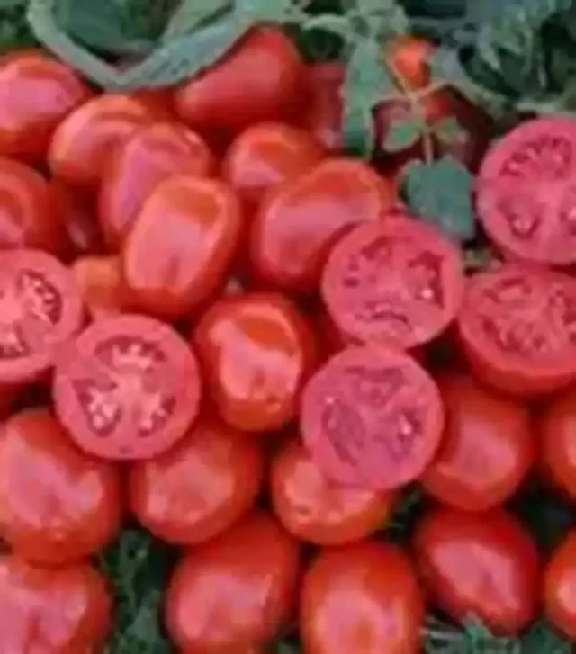 Семена томата 1311 F1, п.е. 5000 семян (Lark Seeds)