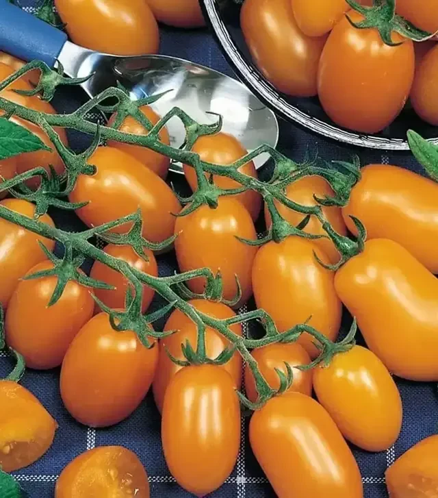 Семена томата Датло F1, п.е. 500 семян (Semo)