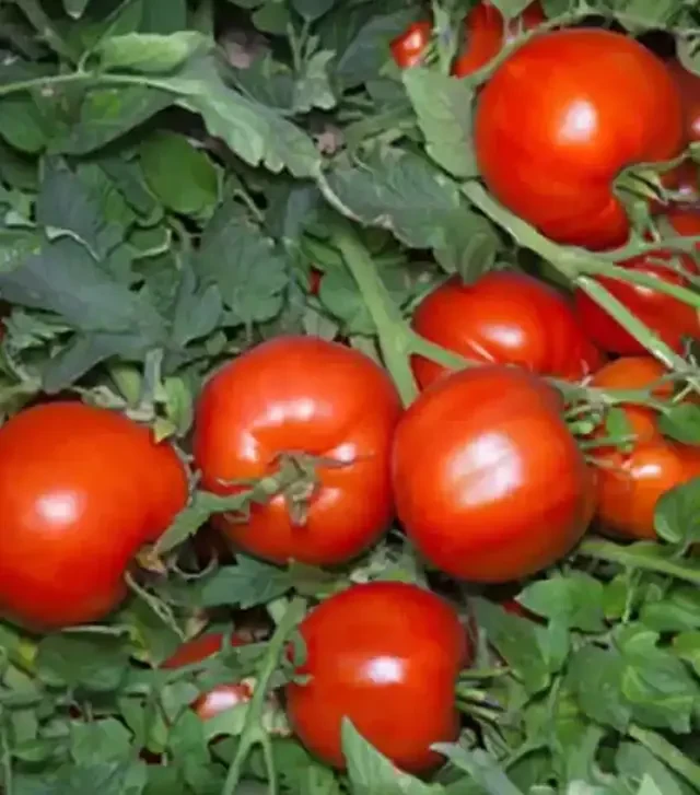 Семена томата Анита F1, п.е. 1 тыс. семян (Kitano Seeds)