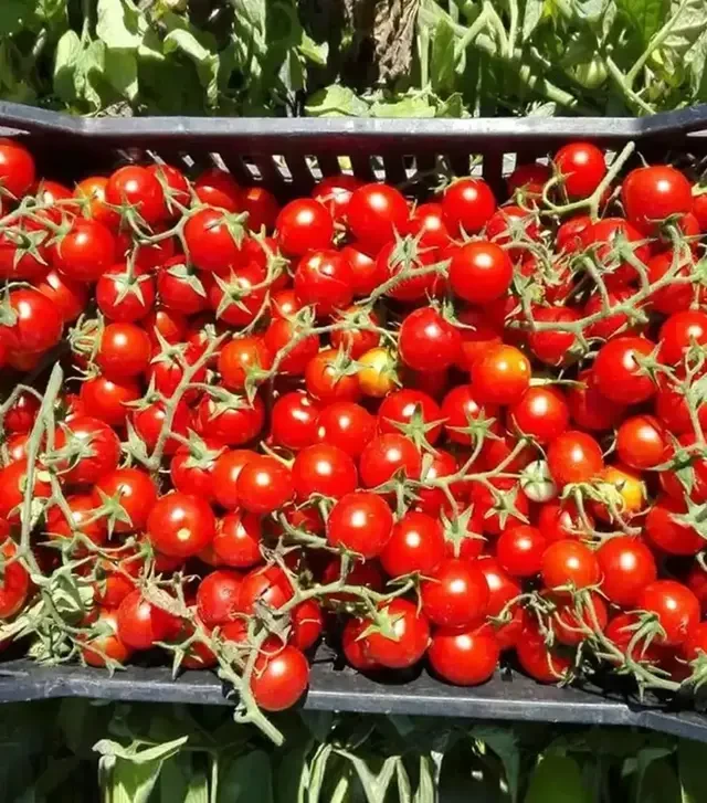 Насіння томату Ачіко F1, п.о. 1 тис. насінин (Cora Seeds)