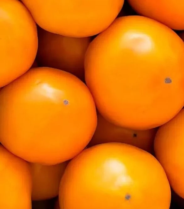 Насіння томату КС 10 F1, п.о. 500 насінин (Kitano Seeds)