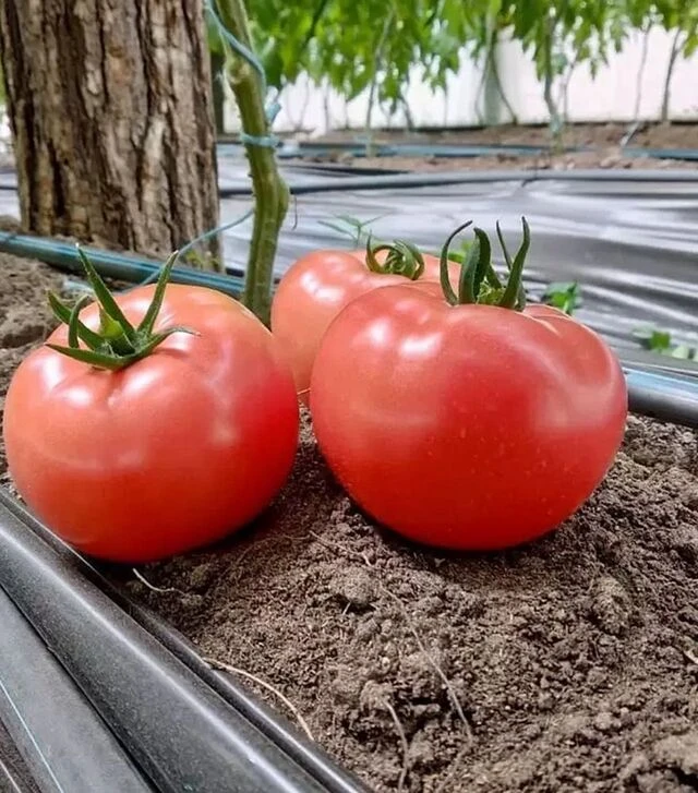 Семена томата Дейзи F1, п.е. 500 семян (Asia Seed)