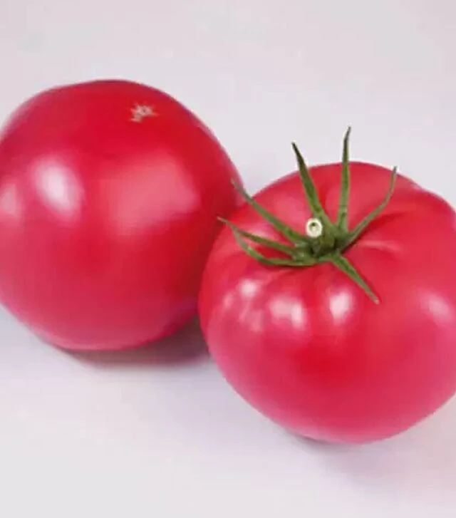 Насіння томату КС 1205 F1, п.о. 500 насінин (Kitano Seeds)