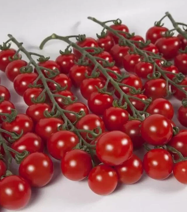Насіння томату КС 4559 F1, п.о. 500 насінин (Kitano Seeds)