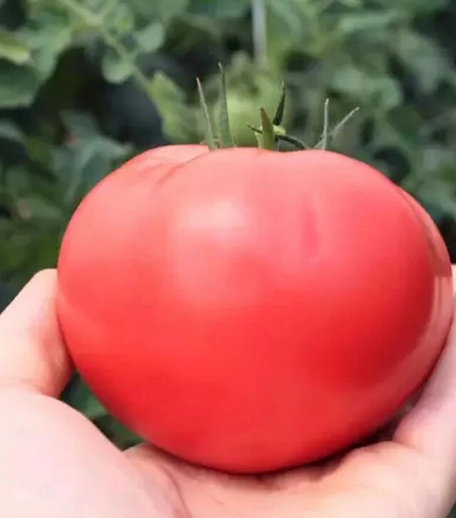 Семена томата ТЕХ 2720 F1, п.е. 500 семян (Takii Seed)