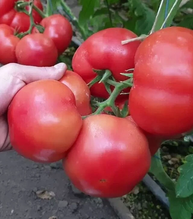 Семена томата Хаэт F1, п.е. 500 семян (Sakata)