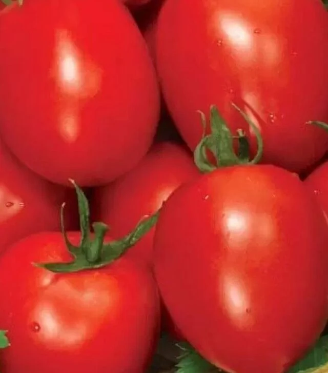 Семена томата Рио Фуэго, 500 г (Spark Seeds)