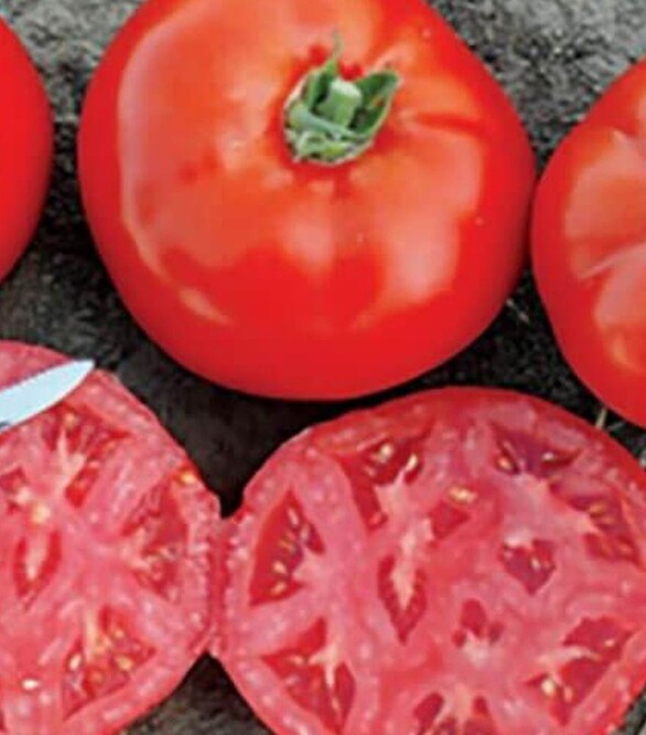 Семена томата 1504 F1, п.е. 5 тыс. семян (Spark Seeds)