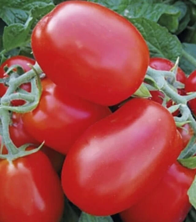 Семена томата 1510 F1, п.е. 5 тыс. семян (Spark Seeds)