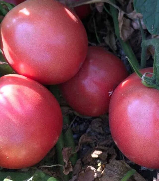 Семена томата Пинк Сейф F1, п.е. 2500 семян (Spark Seeds)