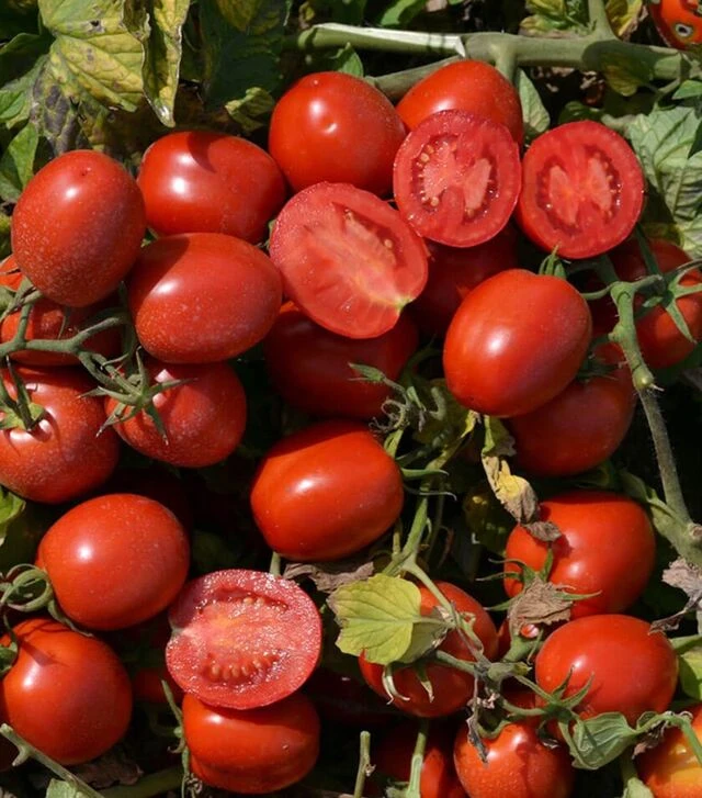 Семена томата 1015 F1, п.е. 100 тыс. семян (Heinz)