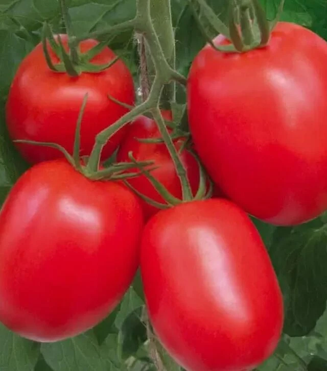Насіння томату Ріо Гранде, 500 г (Spark Seeds)