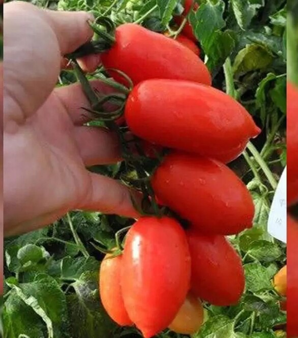Семена томата Брисколино F1, п.е. 1 тыс. семян (United Genetics)