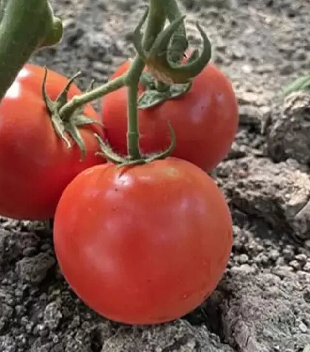 Семена томата F155 F1, п.е. 250 семян (Spark Seeds)