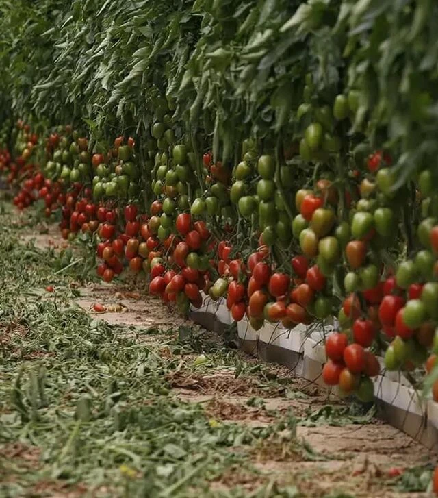 Семена томата Эльза F1, п.е. 250 семян (Spark Seeds)