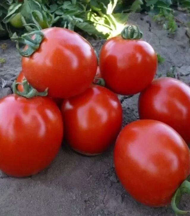 Семена томата КС 215 F1, п.е. 5 тыс. семян (Kitano Seeds)
