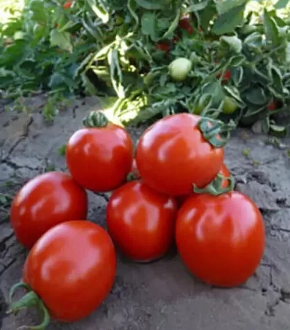 Насіння томату Асвон F1, п.о. 5 тис. насінин (Kitano Seeds)