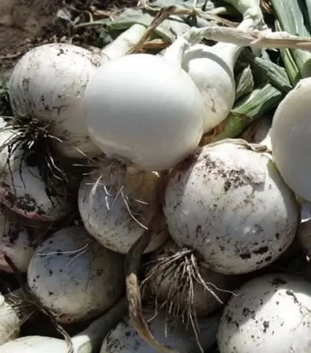 Семена репчатого лука Примо Бланко F1, п.е. 250 тыс. семян (Libra Seeds)