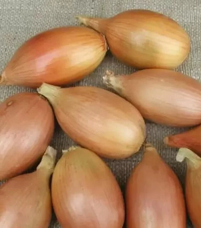 Насіння ріпчастої цибулі Еліста, 100 г (Semo)