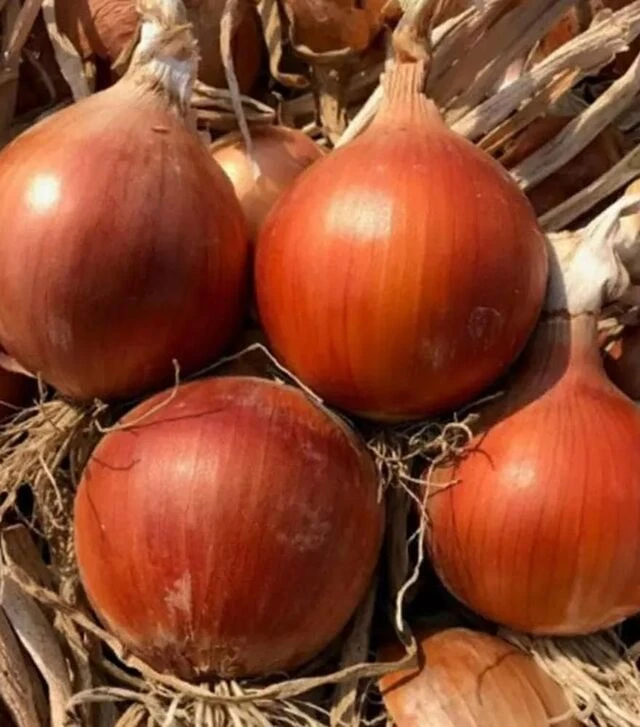 Насіння ріпчастої цибулі Аттіка F1, п.о. 250 тис. насінин (Cora Seeds)