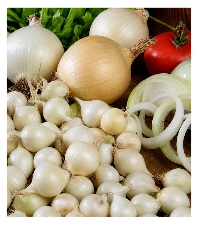 Насіння цибулі сіянки Гледстоун, 10 кг (TOP Onions Nederland)