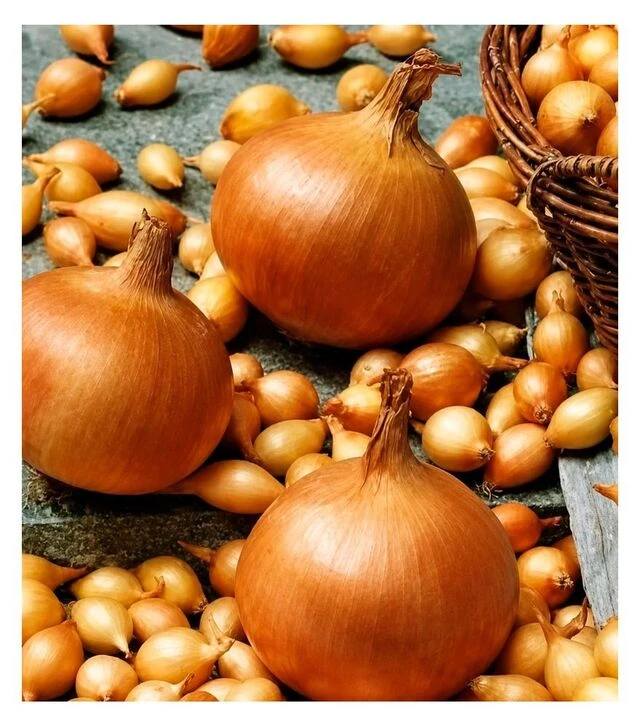 Насіння цибулі сіянки Стурон, 10 кг (Triumfus Onion Products)