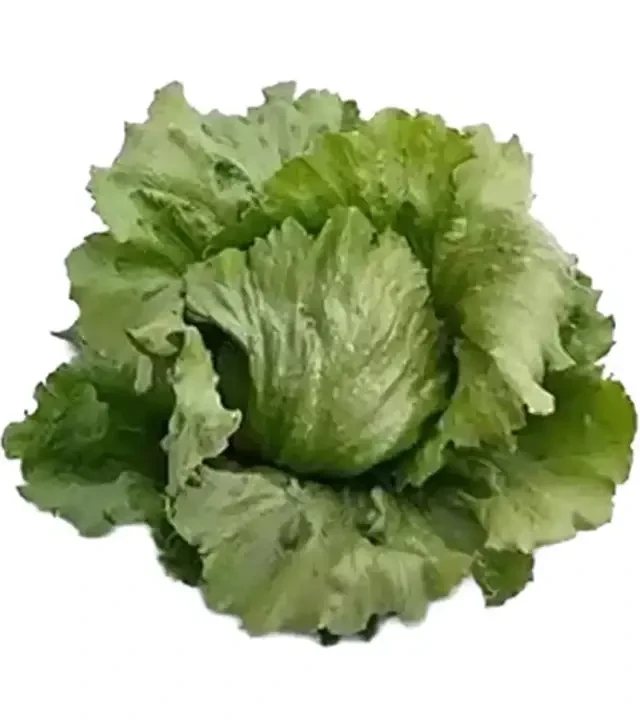 Семена салата Айс серкл, п.е. 5 тыс. семян (Syngenta)